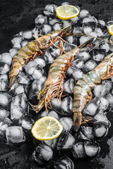 Fresh Black tiger prawns shrimps with lemon on ice. Raw Seafood. Black background. Top view