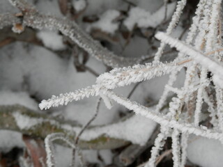 Raureif, aufgenommen in der Windl&uuml;cke bei Nordhausen