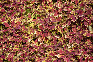 Coleus scutellarioides growing in Luisenpark Mannheim Baden Wurttemburg Germany