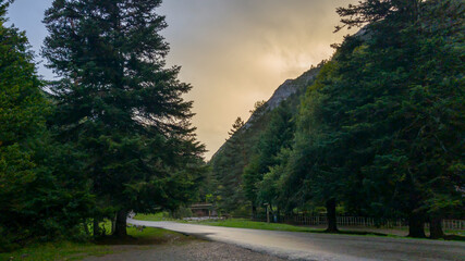 Camino de asfalto rodeado de altísimos árboles al atardecer en el Valle de Hecho, en el Pirineo...