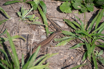 Landscape of Lacerta agilis sand lizard in Luisenpark Mannheim Baden Wurttemburg Germany