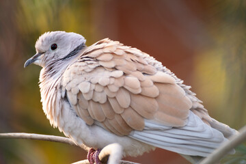 white dove perched on a branch