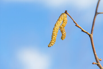 Birkenkätzchen blühen am Zweig im sonnigen Frühling