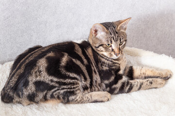 A kitten with black streaks on its fur lies on its couch and follows the toy out of the frame with its eyes. The picture was taken indoors with a well-groomed pet