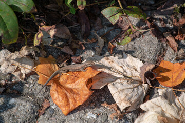 Landscape of Lacerta agilis sand lizard in Luisenpark Mannheim Baden Wurttemburg Germany