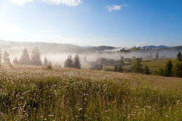 Morning mist over mountain meadow with white flowers, silhouettes of spruce trees in fog, mountain range on the horizon. Ukraine, Carpathians.