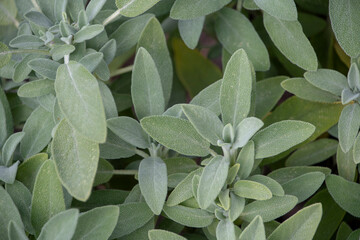 salvia officinalis common sage growing in Luisenpark Mannheim Baden Wurttemburg Germany