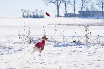 Whippet dog running in the snow and catching a disc. English Whippet or Snap dog