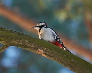 great spotted woodpecker on a tree
