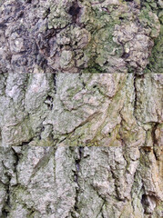 Bark texture macro photo. Wood image drawing rough dirty texture for background. Nature park ecology concept. Aging effect. photo of a tree old detailed large Plants in the forest beautiful landscape