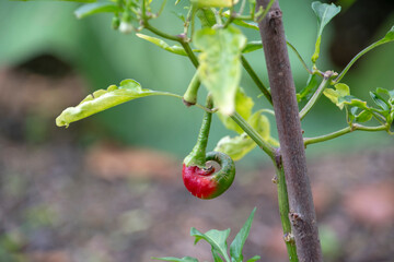 Capsicum annuum cayenne pepper growing in Luisenpark Mannheim Baden Wurttemburg Germany