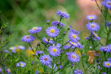 symphyotrichum novi-belgii New York Aster growing in Luisenpark Mannheim Baden Wurttemburg Germany