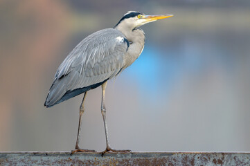 great blue heron ardea cinerea