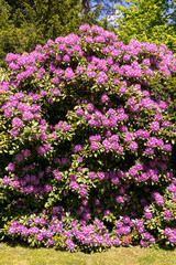 Riesiger Rhododendron Violett