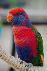 rainbow lorikeet parrot
