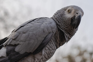 gray macaw