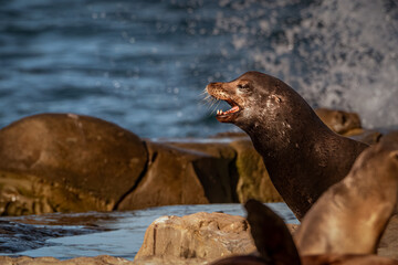 2021-12-25 A PROFILE PHOTOGRAPH OF A SEALION ON TEH SHORE NEAR LA JOLLA CALIFORNIA WITH ITS MOUTH OPEN SHOWING CANINE TEEtH WITH A BLURRY BACKGROUND AND FOREGROUND