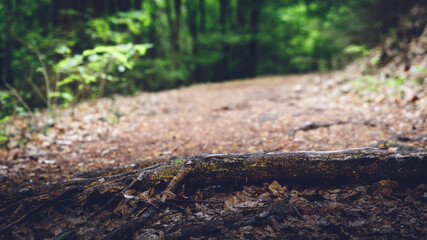 wood walk closeup forest nature