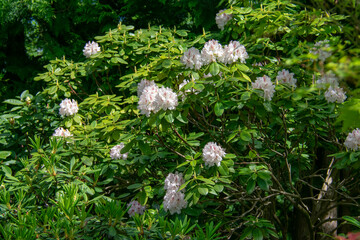Landscape of Kalmia latifolia in Garten der Welt Marzahn Berlin Germany