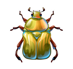 Flower chafer beetle, vector art, cartoon style