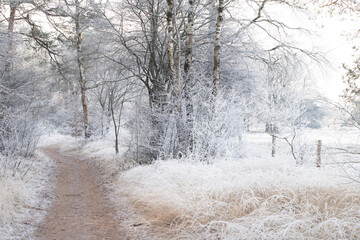 Obraz na płótnie Canvas A footpath through the winter landscape.