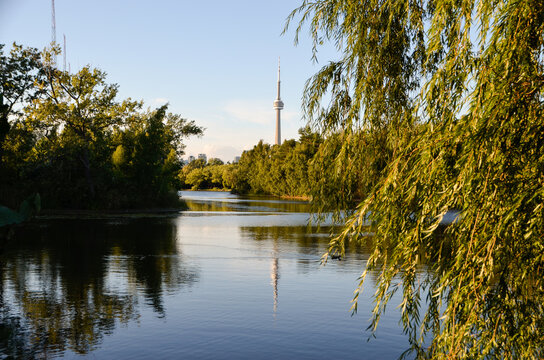 CN Tower Toronto Seen Through Weeping Willow Trees Park