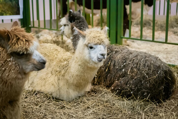 Group of alpacas resting and lying on ground at agricultural animal exhibition, trade show....