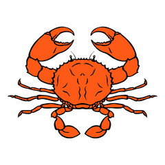 Sea red crab on a white background. The underwater world of animals. Delicious delicacy on the restaurant menu. Vector isolated art illustration hand drawn