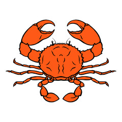 Sea red crab on a white background. The underwater world of animals. Delicious delicacy on the restaurant menu. Vector isolated art illustration hand drawn
