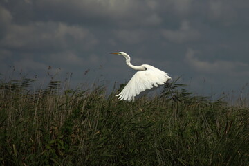 white heron taking to the air