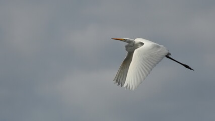 White heron flying in the clouds