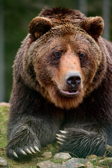Fototapeta na wymiar Big brown bear lying, big forest predator close up, big paw and sharp claws.