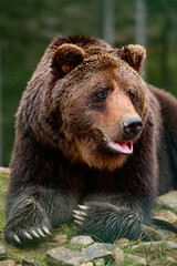 Big brown bear lying, big forest predator close up, big paw and sharp claws.