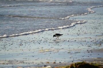 little bird on the beach