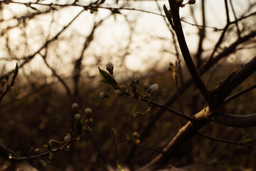 Spring cherry twig with swollen flower buds