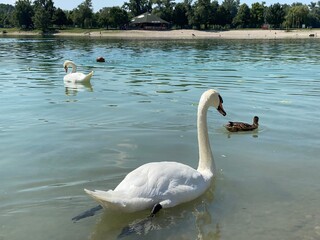 The mute swan (Cygnus olor, Gmelin), der Höckerschwan or Cygne tuberculé on Jarun Lake, Zagreb - Croatia (Crvenokljuni labud ili Grbavi labud na Jarunskom jezeru, Zagreb - Hrvatska)