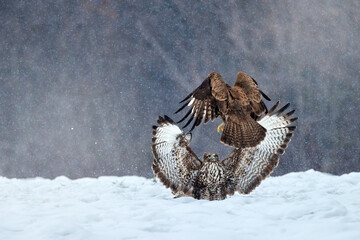 Two birds of prey in winter, outstretched wings, fighting on snow for food, frosty conditions, snowfall.  Common Buzzard, Poloniny mountains, Polish-Slovak border, East Europe.