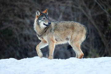 Eurasian wolf, Canis lupus lupus, huge gray wolf in winter, wild animal, close encounter.  Stalking Wolf in the forest, frosty conditions, snowfall. Poloniny mountains, Poland.