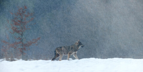 Eurasian wolf, Canis lupus lupus, panoramic, atmospheric photo of gray wolf in winter storm, wild animal. Wolf in the forest, frosty conditions, snowfall. Poloniny mountains, Poland-Slovakia border.