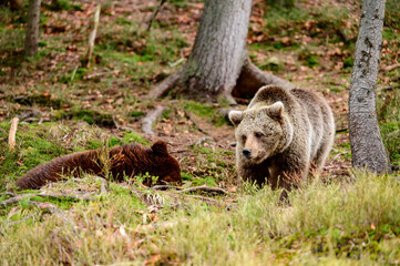 Brown bears of the rehabilitation center in Ukraine, rest of two bears, predators in nature.