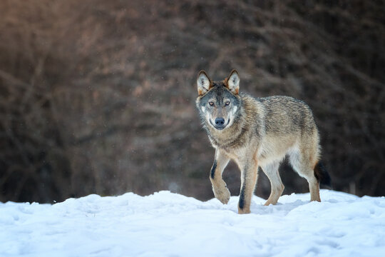 Eurasian wolf, Canis lupus  in winter,  eye contact, snowfall. Poloniny mountains, Poland.
