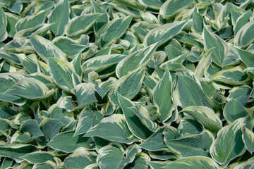 Landscape of Hosta plantaginea fragrant plantain lily at Garten der Welt Marzahn Berlin Germany