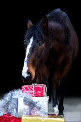 A brown trotter horse in a festive christmas setting on black background