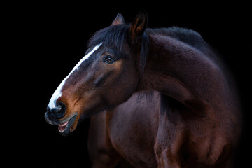 Portrait of a brown trotter horse in front of a black background