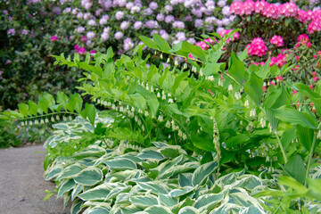 Landscape of Hosta plantaginea fragrant plantain lily and ferns at Garten der Welt Marzahn Berlin...