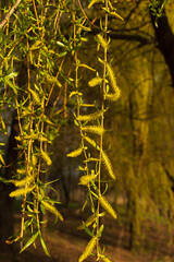 Spring blossoming willow twig in the sun