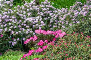 Landscape of mixed wild flowers at Garten der Welt Marzahn Berlin Germany