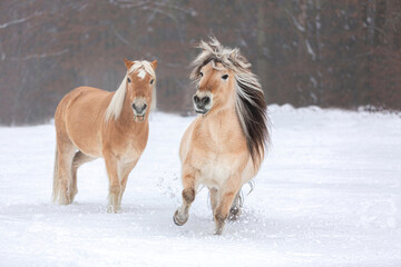 A norwegian fjord horse and a haflinger pony having fun on a winter paddock