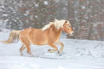 A haflinger horse running across a winter paddock