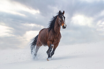 A brown trotter horse running across a snowy winter paddock